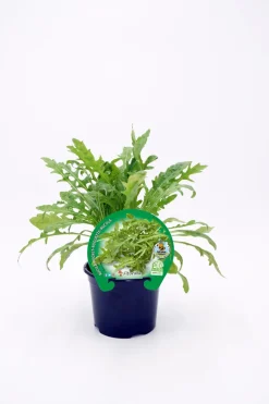 Rúcula - Planta de huerto