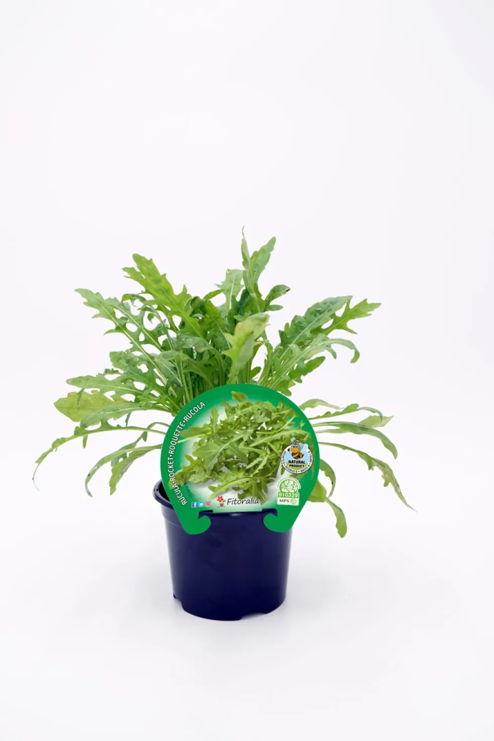Rúcula - Planta de huerto