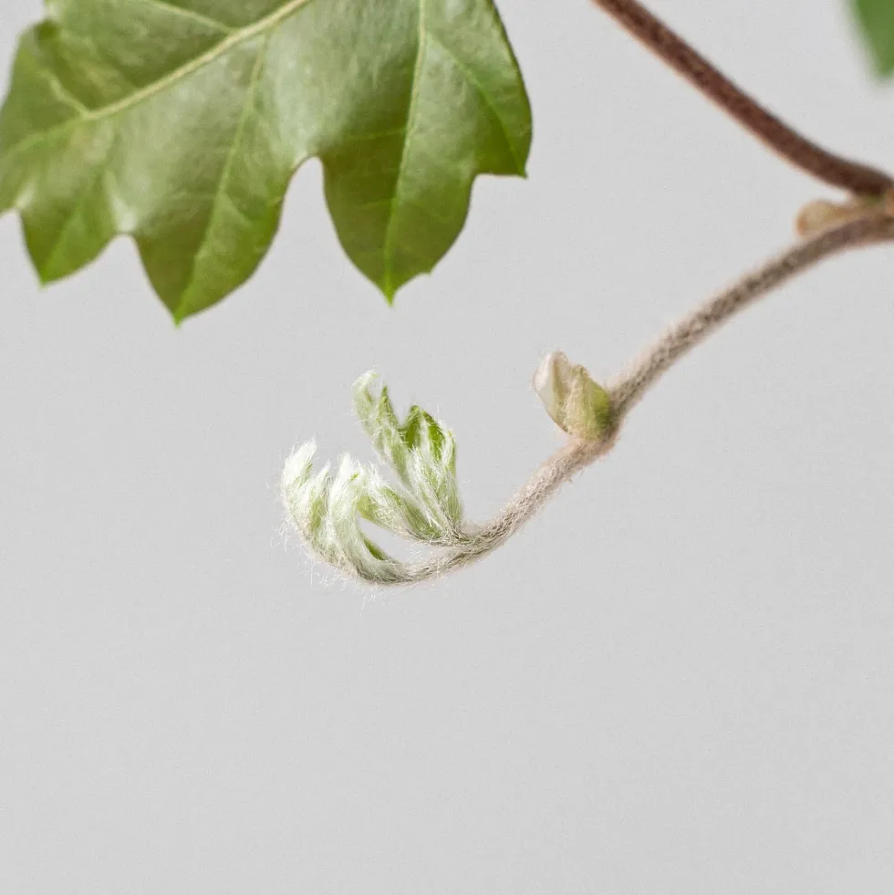 Rhoicissus rhomboidea