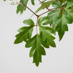 Rhoicissus rhomboidea