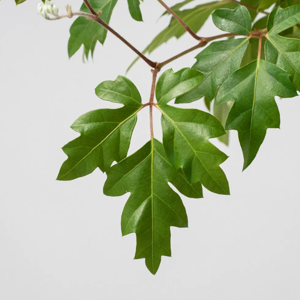 Rhoicissus rhomboidea