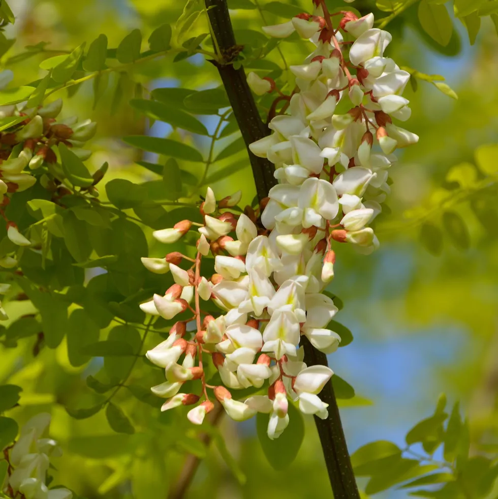 Robinia pseudoacacia 'Frisia'