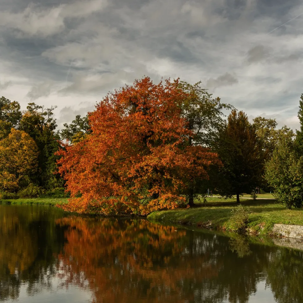 Roble americano (quercus rubra)