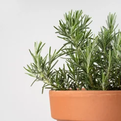 Romero Rastrero (rosmarinus officinalis prostratus) - Planta aromática