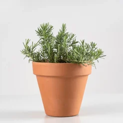 Romero Rastrero (rosmarinus officinalis prostratus) - Planta aromática