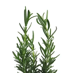 Romero (rosmarinus officinalis) - Planta aromática
