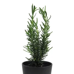 Romero (rosmarinus officinalis) - Planta aromática