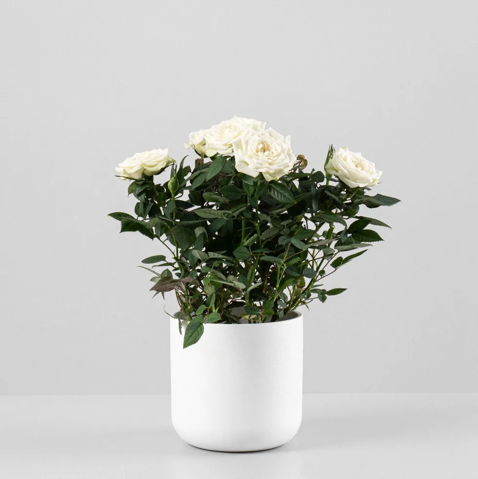 Rosal de Interior Kordana® blanco