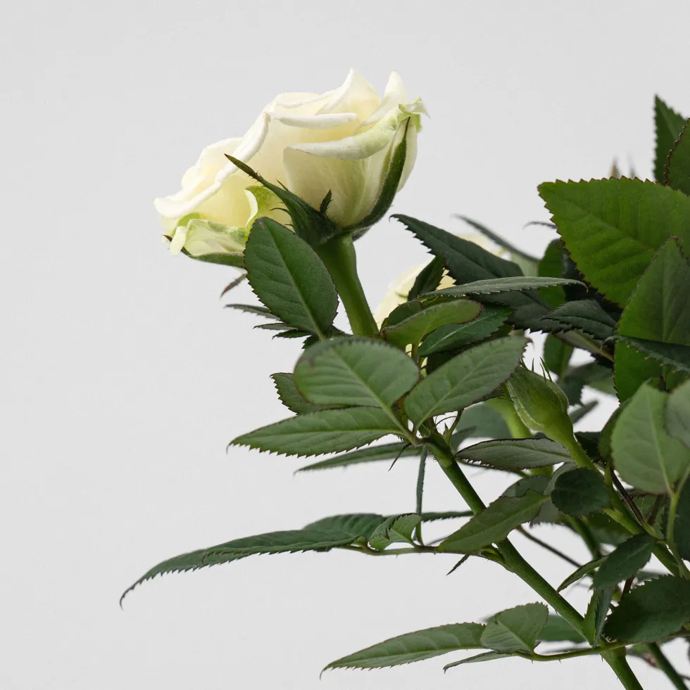 Rosal de Interior Kordana® blanco