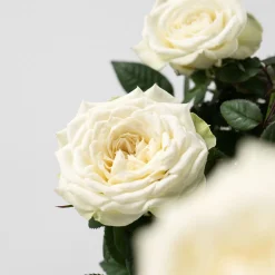 Rosal de Interior Kordana® blanco