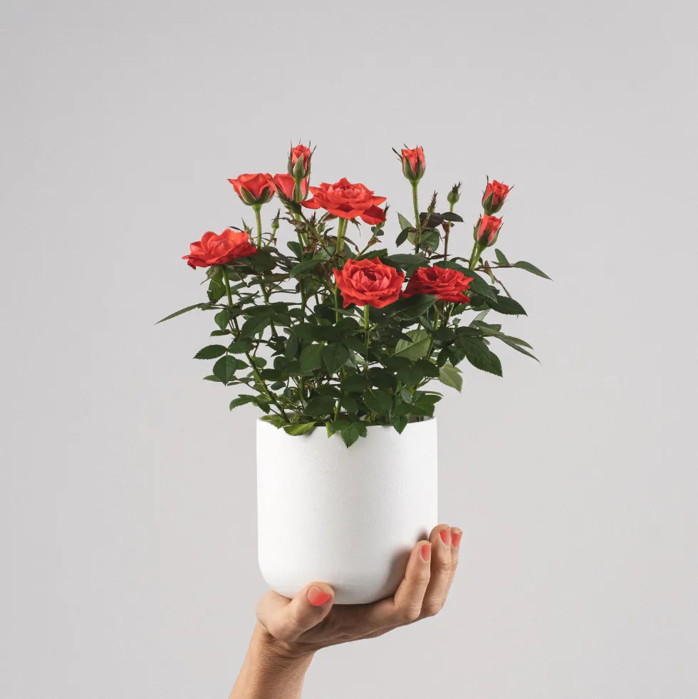 Rosal de Interior Kordana® naranja
