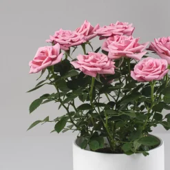 Rosal de Interior Kordana® rosa