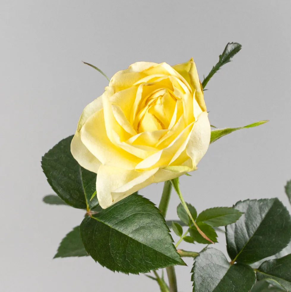 Rosal PatioHit®
