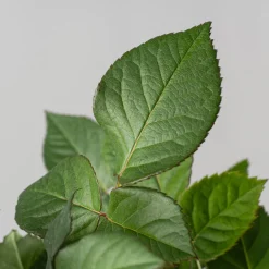 Rosal PatioHit®