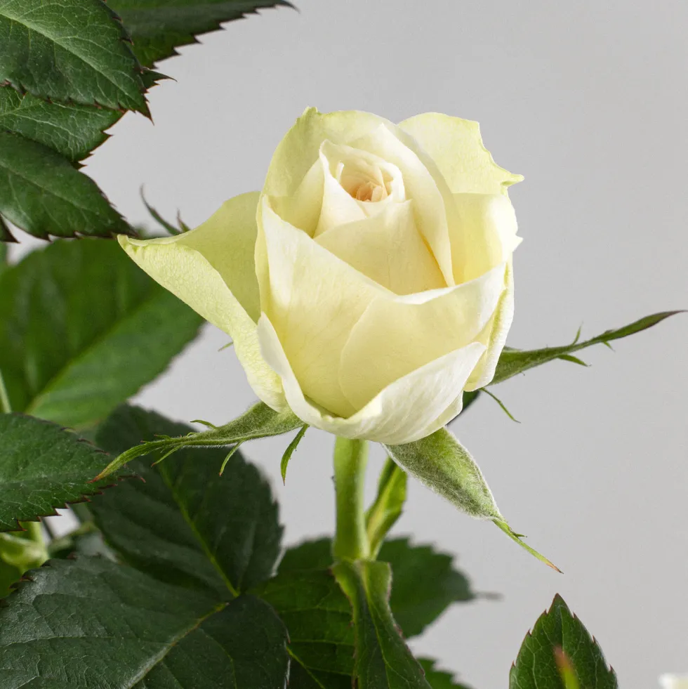 Rosal PatioHit®