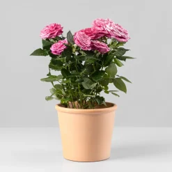 Rosal PatioHit®
