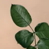 Rosa Preservada de Jardín Blanca 'Amorosa'