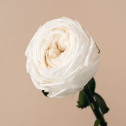 Rosa Preservada de Jardín Blanca 'Amorosa'