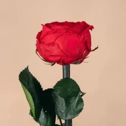 Rosa Preservada de Jardín Roja 'Amorosa'