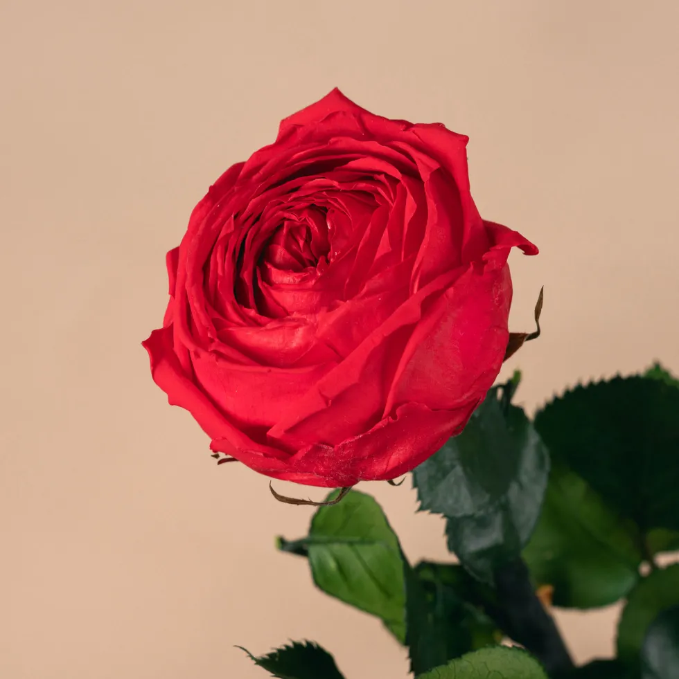 Rosa Preservada de Jardín Roja 'Amorosa'