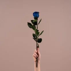 Rosa Preservada Eterna Azul