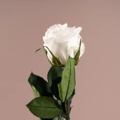 Rosa Preservada Eterna Blanca