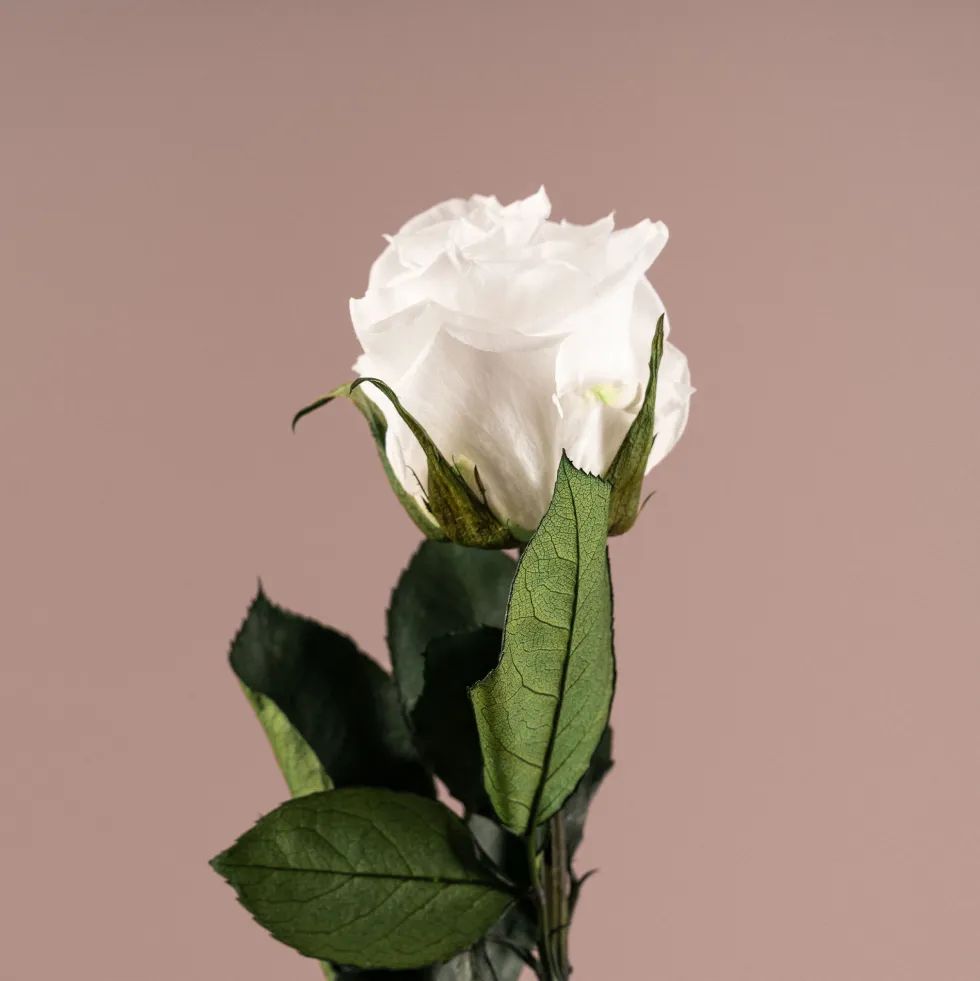 Rosa Preservada Eterna Blanca