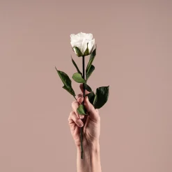 Rosa Preservada Eterna Blanca