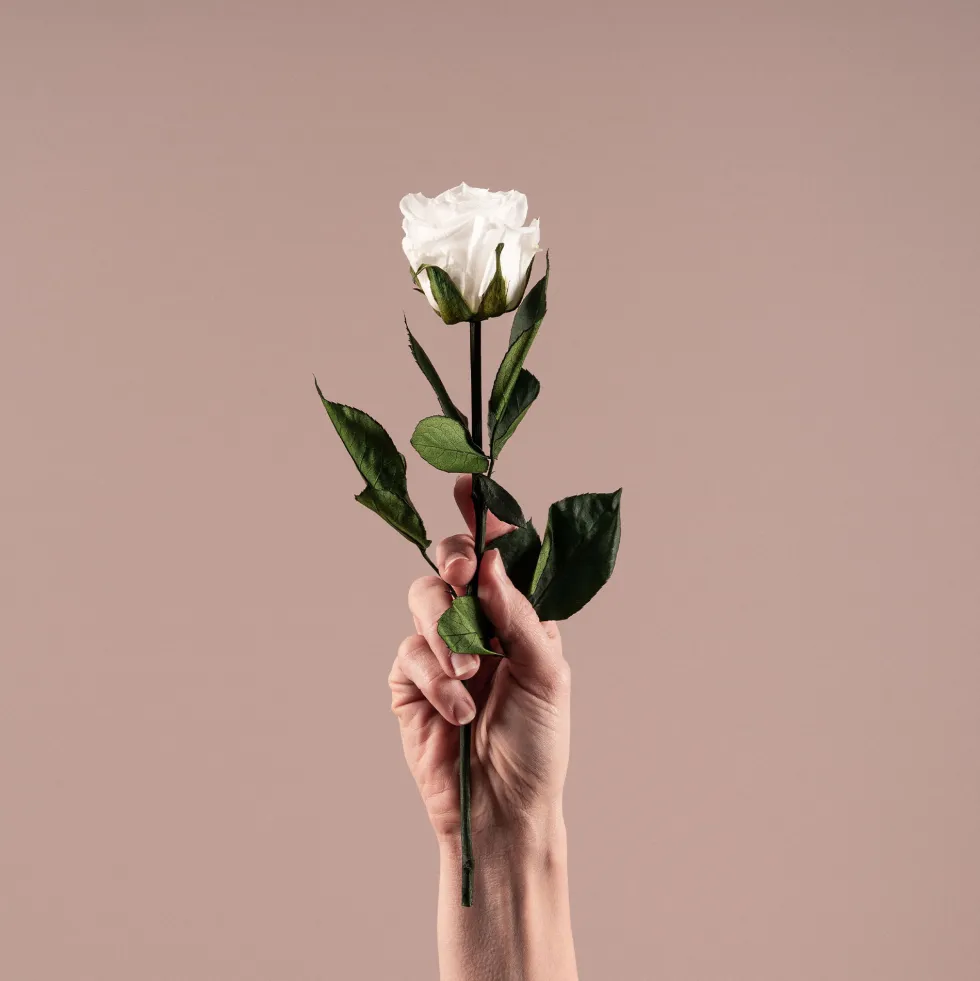 Rosa Preservada Eterna Blanca