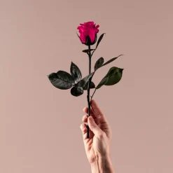 Rosa Preservada Eterna Fucsia