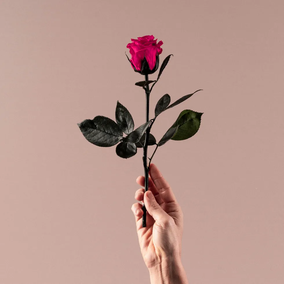 Rosa Preservada Eterna Fucsia