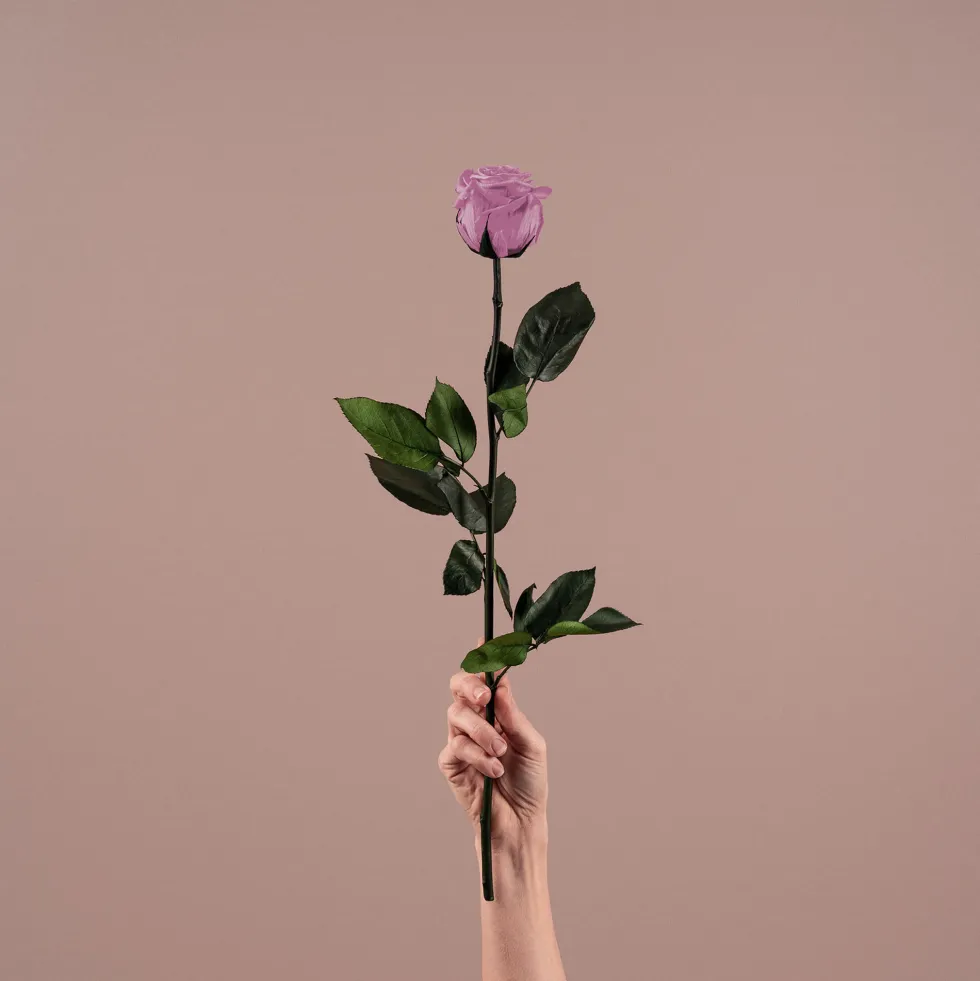 Rosa Preservada Eterna Lila