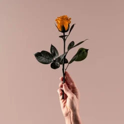 Rosa Preservada Eterna Naranja