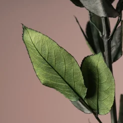 Rosa Preservada Eterna Naranja