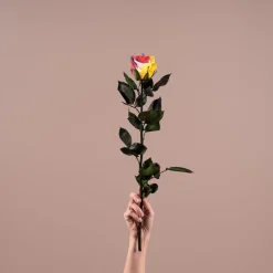 Rosa Preservada Eterna Rainbow
