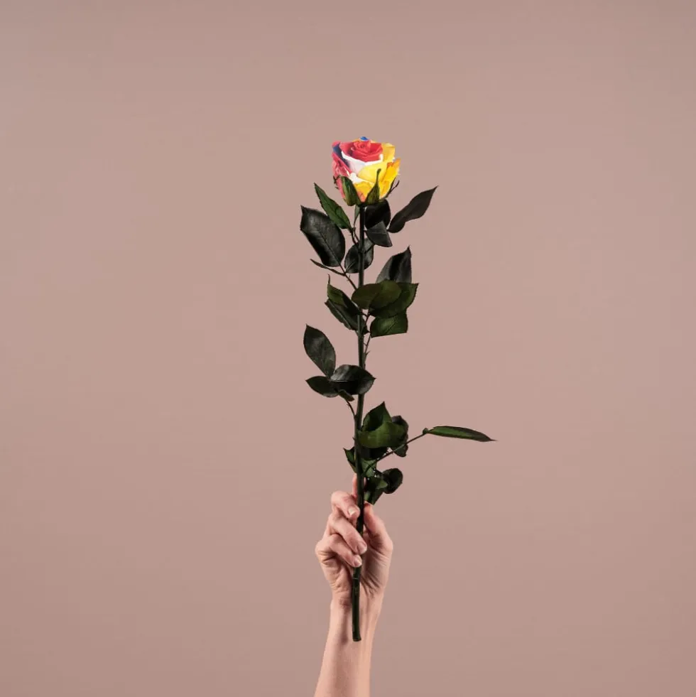 Rosa Preservada Eterna Rainbow