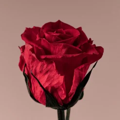 Rosa Preservada Eterna Roja