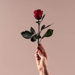 Rosa Preservada Eterna Roja