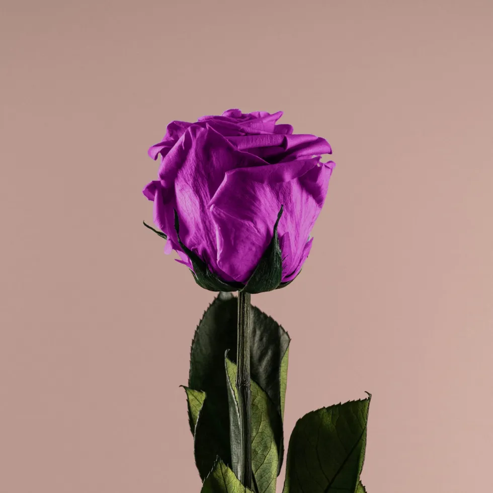 Rosa Preservada Eterna Violeta