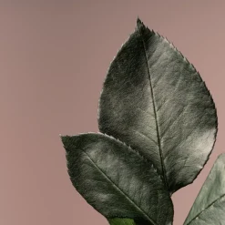 Rosa Preservada Eterna Violeta