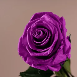 Rosa Preservada Eterna Violeta
