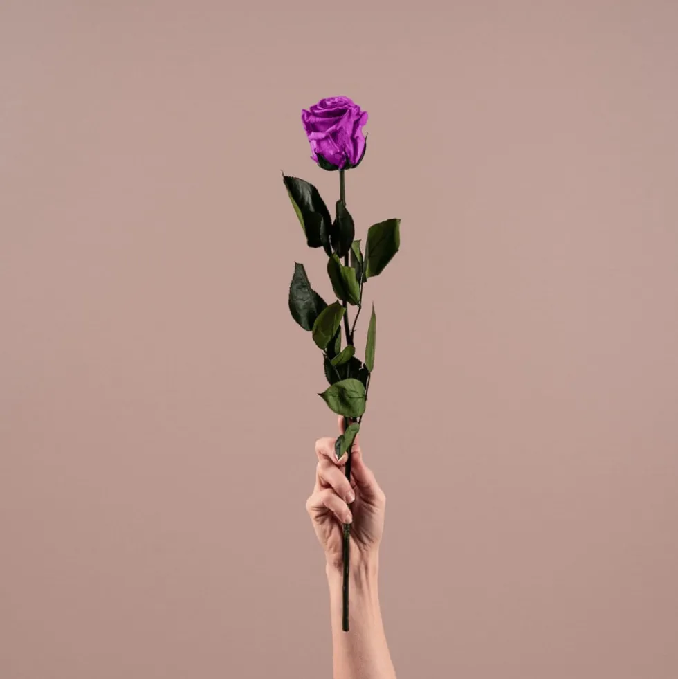 Rosa Preservada Eterna Violeta