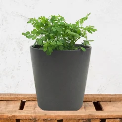Ruda (ruta graveolens) - Planta aromática