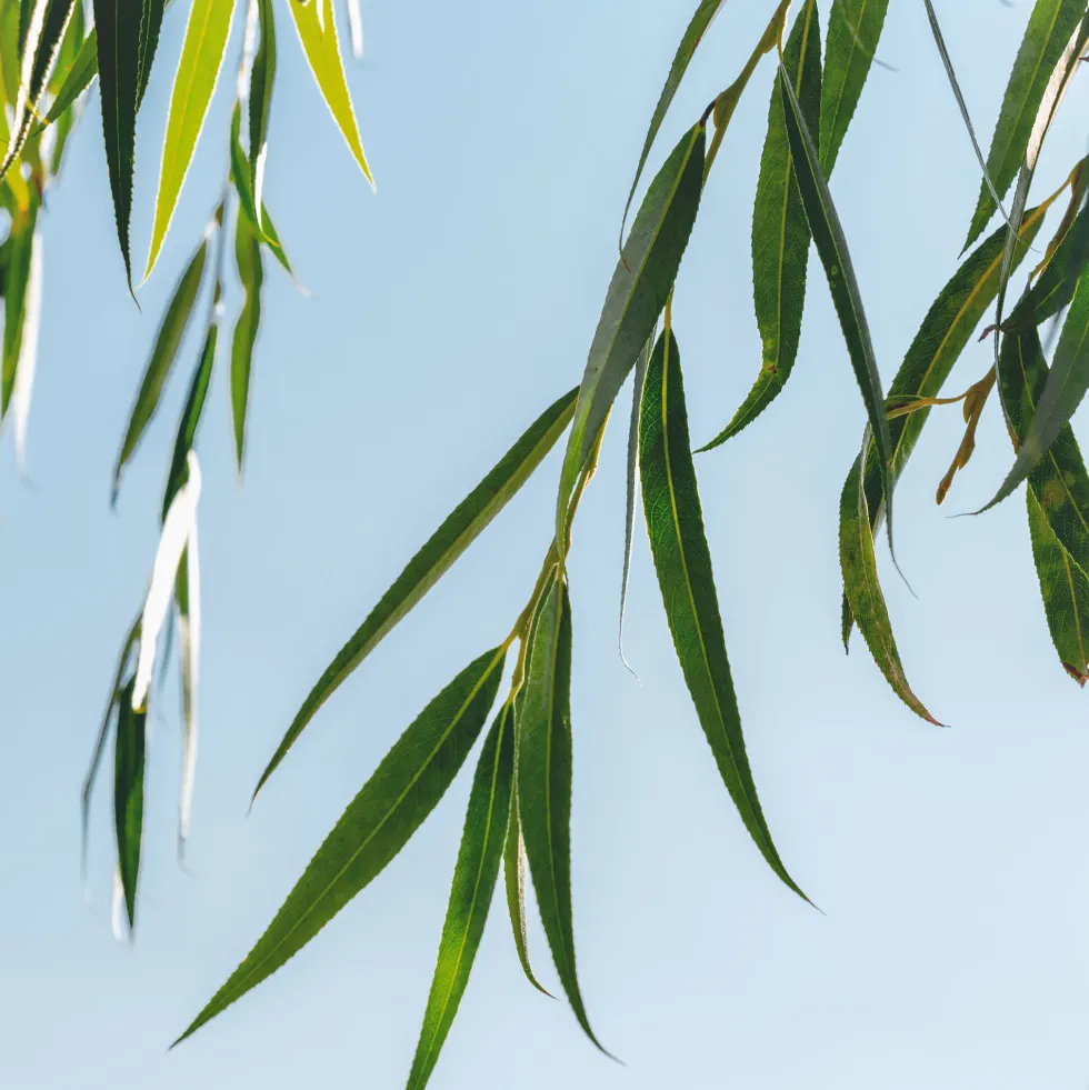 Salix babylonica (Sauce llorón)