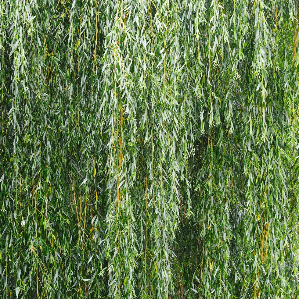Salix babylonica (Sauce llorón)