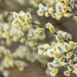 Salix caprea "Kilmarnock"