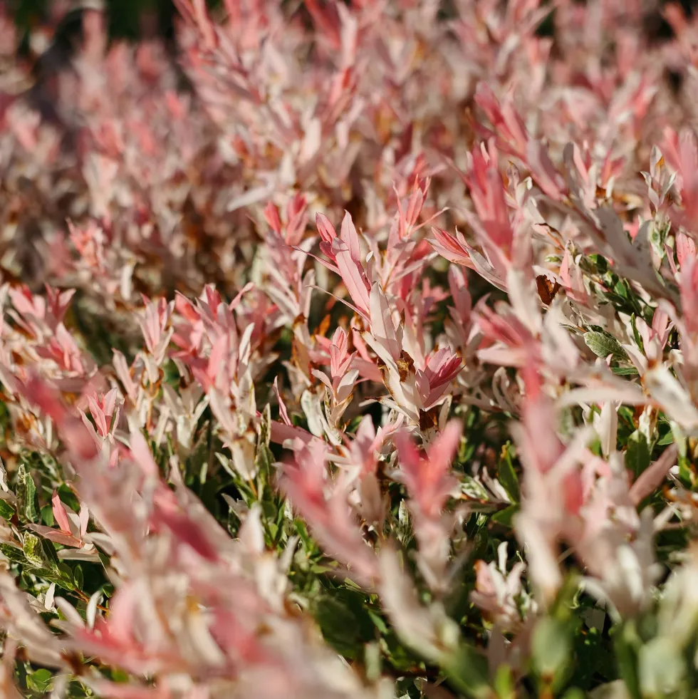 Salix integra 'Flamingo'
