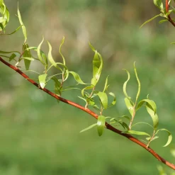 Salix matsudana 'Tortuosa Aurea'