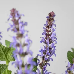 Salvia superba