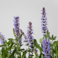 Salvia superba